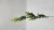 IMG_1011.jpeg